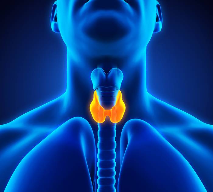 расположение щитовидной железы